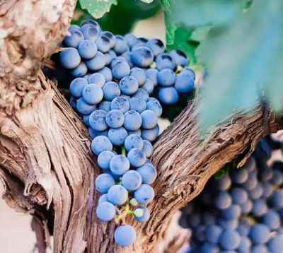 寧夏欣欣向榮苗木有限公司