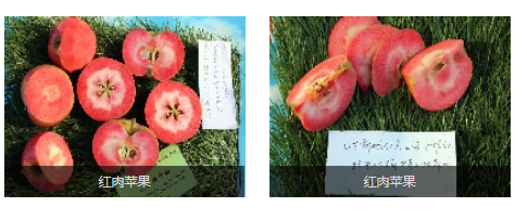 郯城縣紅色之愛種植農(nóng)民專業(yè)合作社