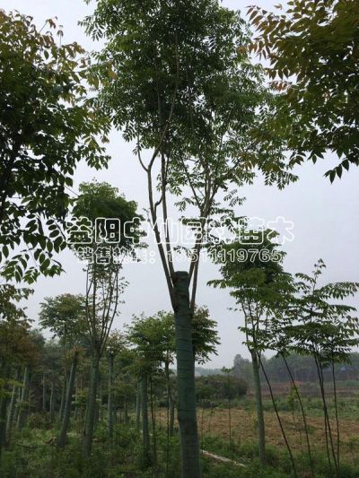 益陽市中仙苗木有限公司