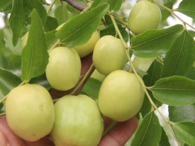 滄州永成棗業種植有限公司