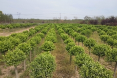 石家莊正森園林綠化工程有限公司