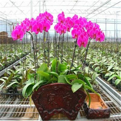 天津世紀匯通花卉貿易有限公司