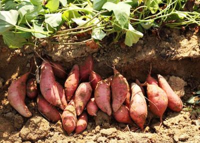 臨沭縣潤雨食品有限公司